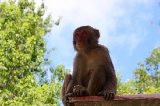 Escape from the city: Sundarbans