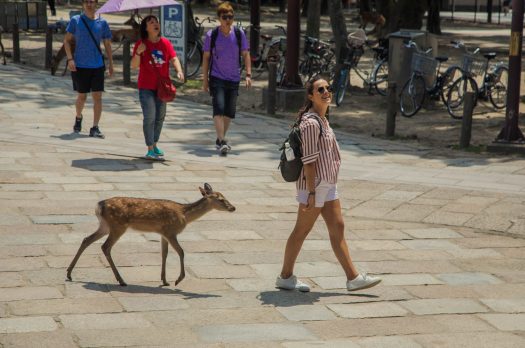 Deerly beloved, Nara.