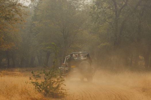 Looking for Bengal Tigers in Ranthambore.
